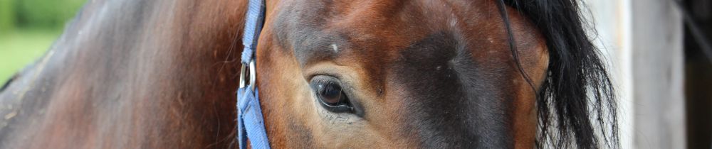 Ausbildung Pferdetherapeut von Profis begleitet