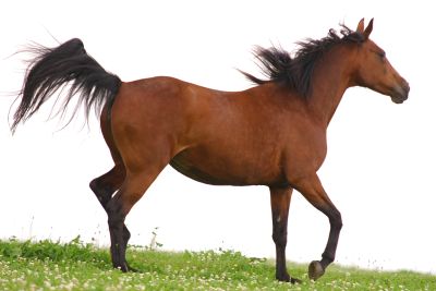 Berufsasubildung am Pferd wie beispielsweise die ausbildung Physiotherapie für Pferde