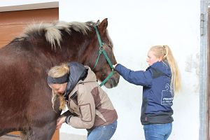 Start der 8. Staffel, Ausbildung Equipathie – Osteopathie, Physiotherapie und Psychomotorik für Pferde in Bayern am College Caball, Block 1