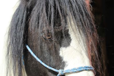 Ausbildung energetischer Therapeut für Pferde, TCM Pferd, Meridianbehandlung Pferd, APM Pferd