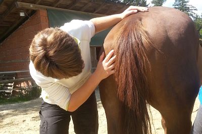 Kursbeschreibung Equipathie: Ausbildung Osteopathie, Physiotherapie, Psychomotorik am Pferd