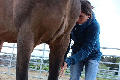 Ausbildung Energetischer Therapeut für Pferde, TCM Pferd, Meridianbehandlung Pferd, APM Pferd, Ausgleich von Energien