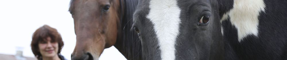 Ausbildung Ernährungstherapeut für Pferde, Ernährungs-Therapeut für Pferde, Ernährungsberatung für Pferde, Diätetik-Spezialist für Pferde, Metabolische Pferde, Cushing, EMS, ECS